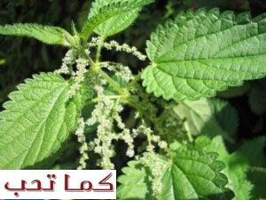 اسم نبات القراص في السعوديه